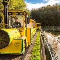 The yellow Rathwood Express train with driver parked beside a pond with geese nearby