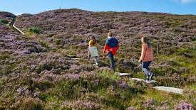 Slieve Bloom Walking Festival, 3 children walking up a path on a heather covered hillside.