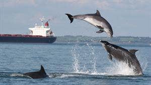 Dolphin Discovery Kilrush