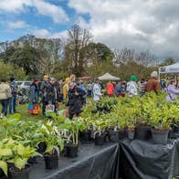 Outdoors are tables covered in plants for sale with groups of people
