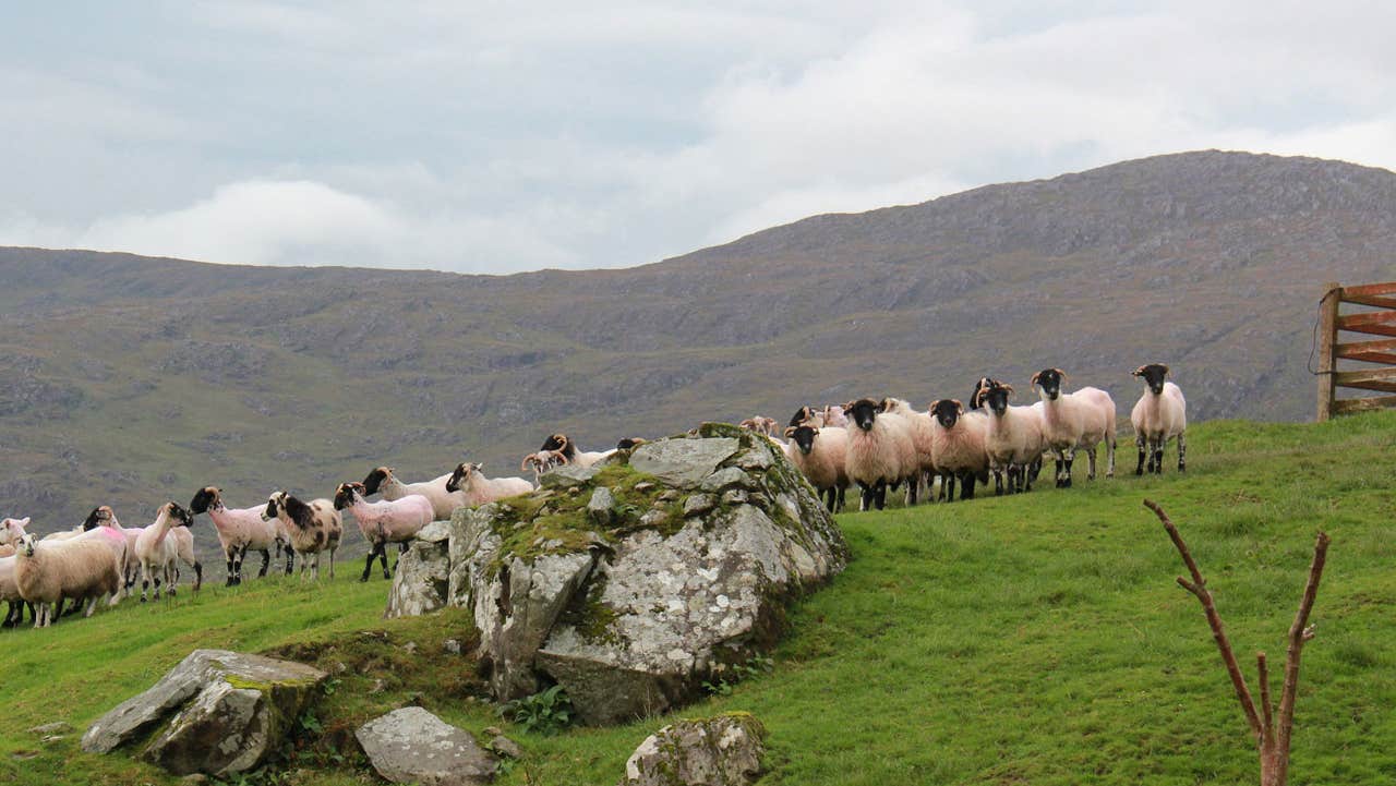 Flock of sheep in a field with the hill in the back ground