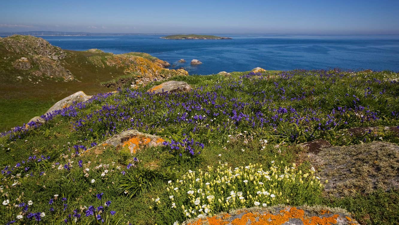 Flora and rocks with sea and an island in the background
