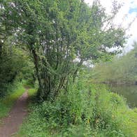 A pathway amongst green trees and shrubbery beside a river