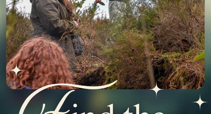 Daingean Sundew Festival