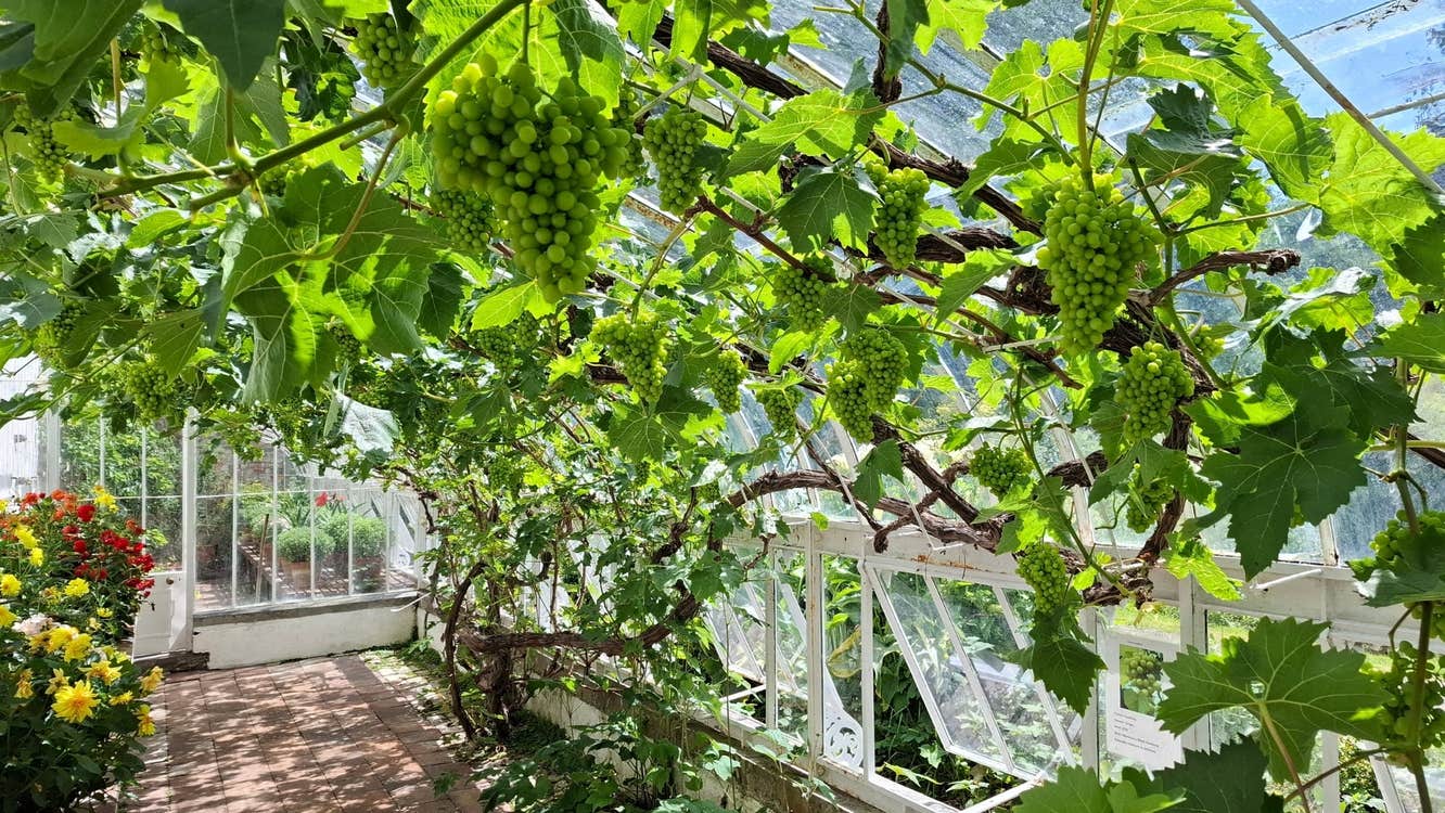 Grapes on the Vine at Turlough Park | Photo by Martina Burke Lavin