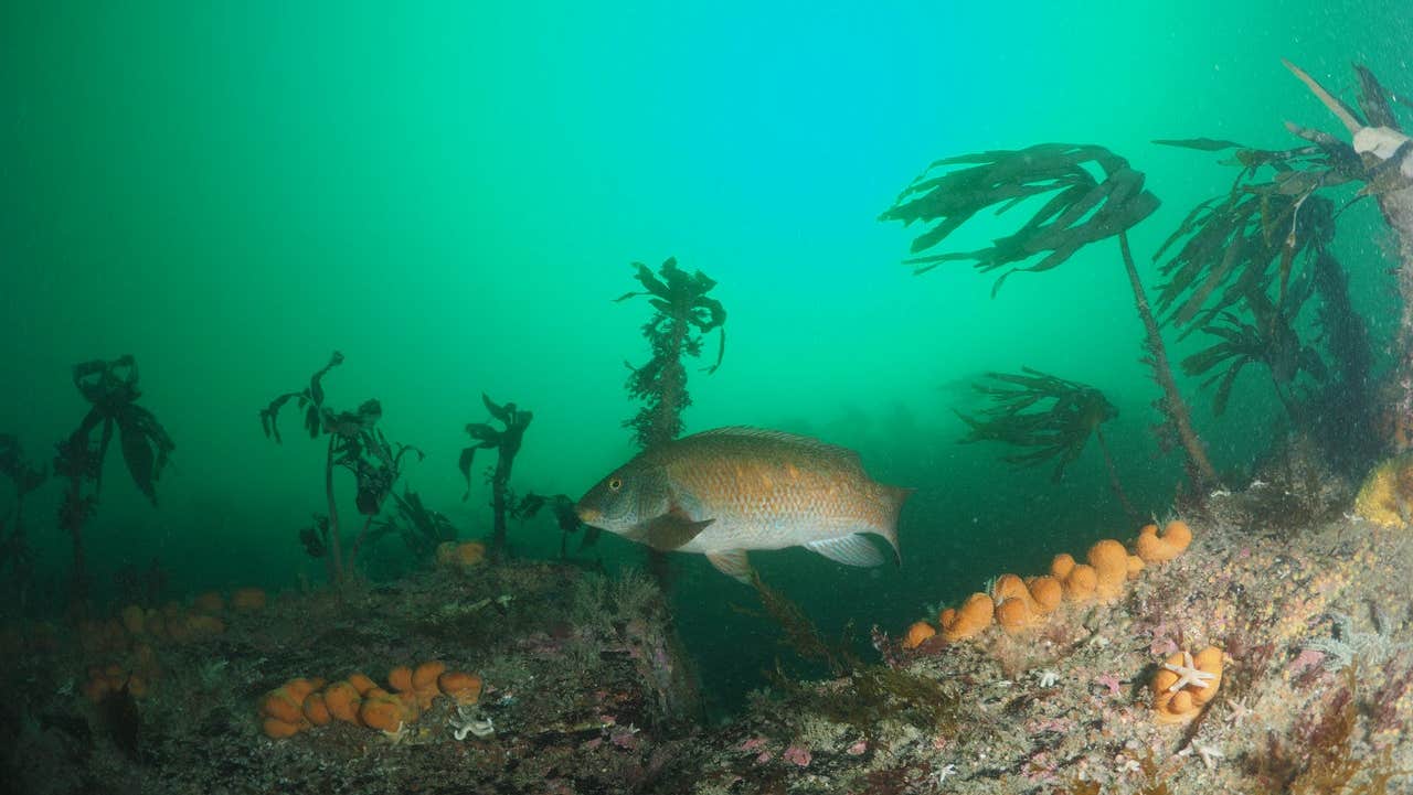 A ballan wrasse fish swimming near rocks