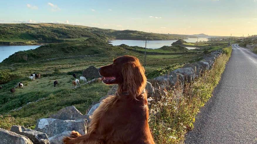 Dog on a road in Connemara, Galway