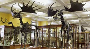 National Museum of Ireland - Natural History