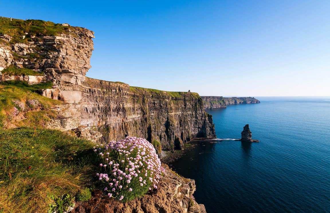 Flowers and grass on the edge of the Cliffs of Moher in  County Clare
