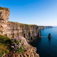 Flowers and grass on the edge of the Cliffs of Moher in County Clare
