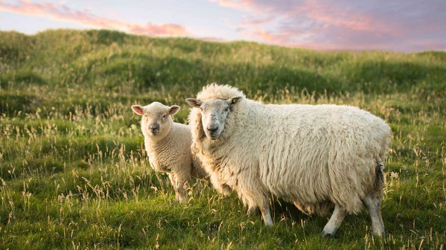 Sheep in Kenmare, Kerry at sunset.