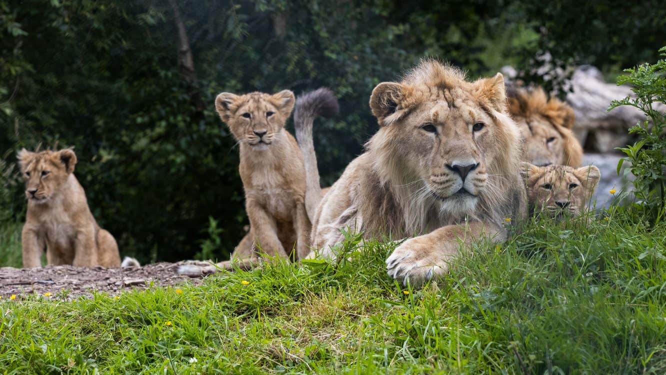 Lion and cubs