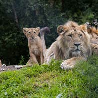 Lion and cubs