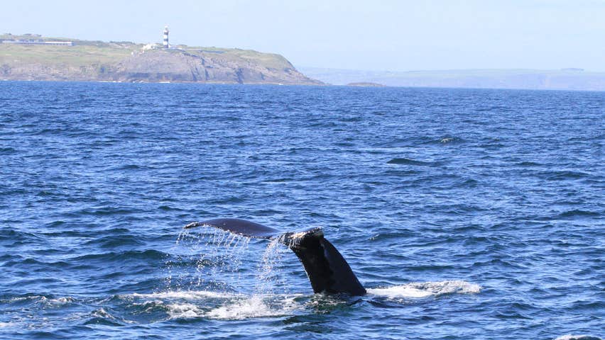 Whale in the ocean off the coast of County Cork