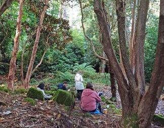 Danú Forest Bathing view of a group in the forest under mature trees with moss and ferns