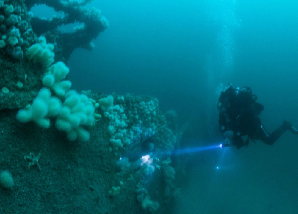 Diver underwater with a torch exploring a reef