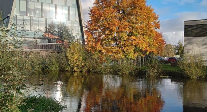 A colourful tree and modern building overlooking a river