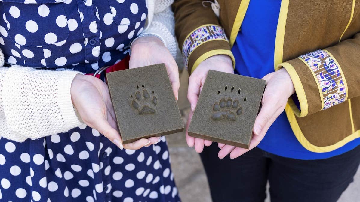 Footprints from the handling collection at the Dead Zoo