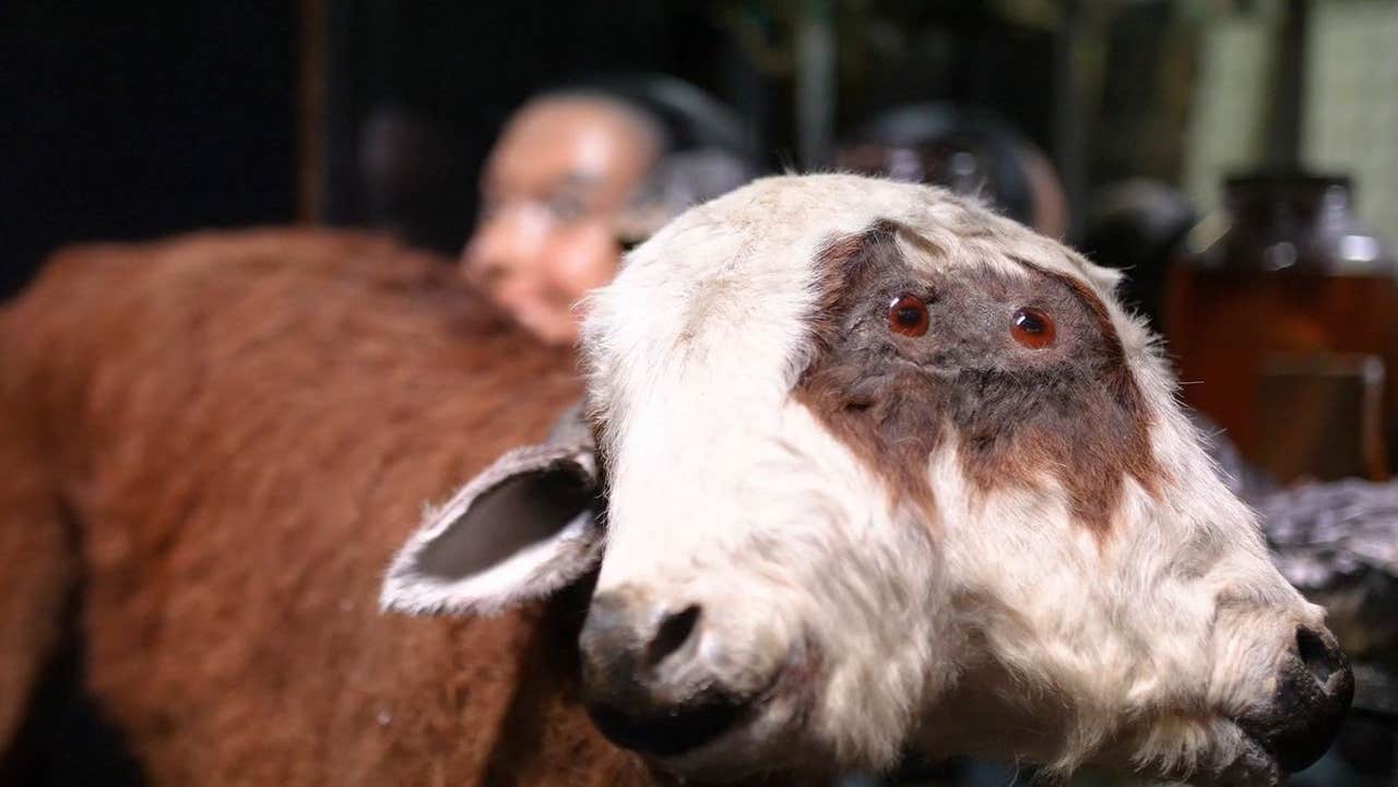 A two headed cow in a museum