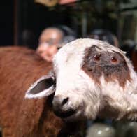 A two headed cow in a museum