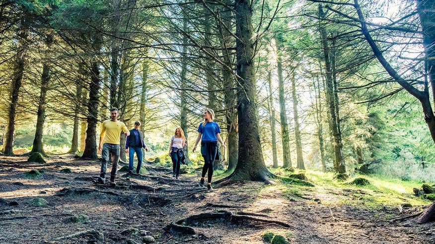 A group of friends hiking through a Dublin forest with an uneven terrain and tall trees