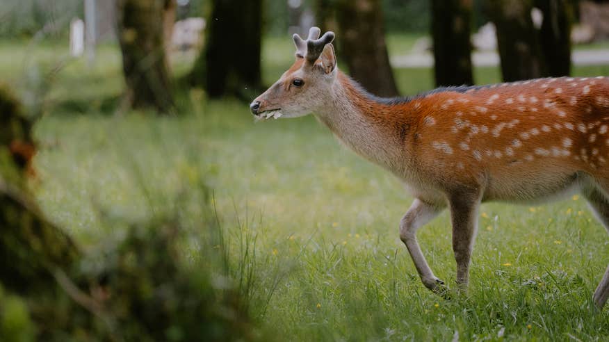 A red deer in Killarney National Park in County Kerry.