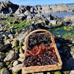 A woven basket full of foraged seaweed sitting on pebbles by the sea