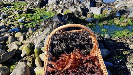A woven basket full of foraged seaweed sitting on pebbles by the sea