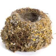 A wren's nest (Troglodytes troglodytes)