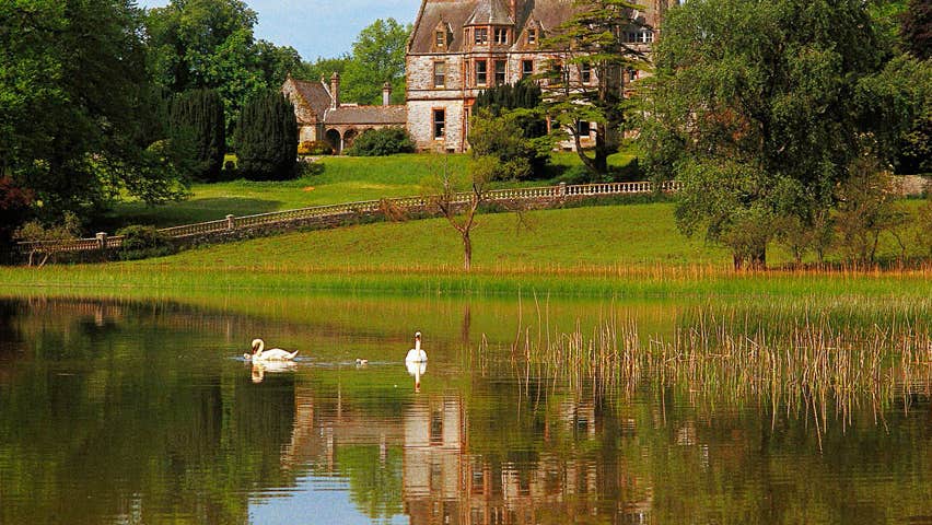Swans on the lake at Castle Leslie Estate Glaslough County Monaghan