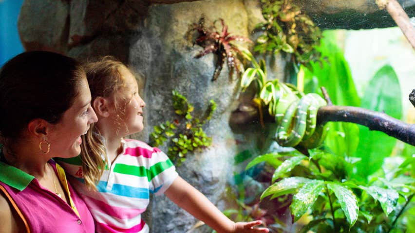 A mother and daughter laughing while looking at a snake resting on a branch in a display