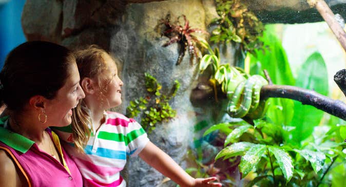 The National Reptile Zoo