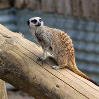 Meercat at Secret Valley Wildlife Park