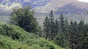 Avondale Forest Park