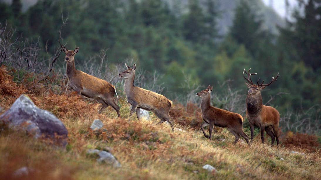 Four red deer walking through Killarney National Park, Kerry