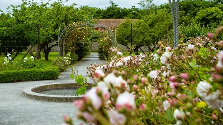 A garden with trees and plants