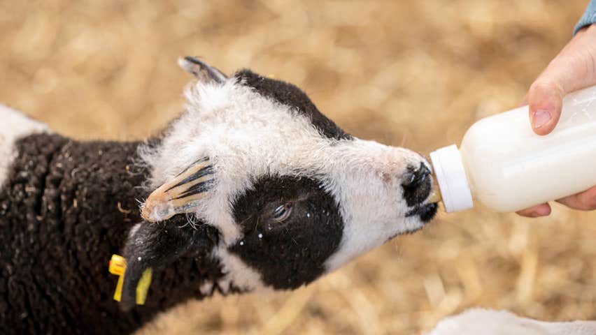 Sandy Feet Farm bottle feeding time