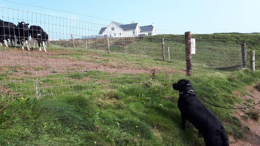 Dog watching cows in Dunmore East, Waterford