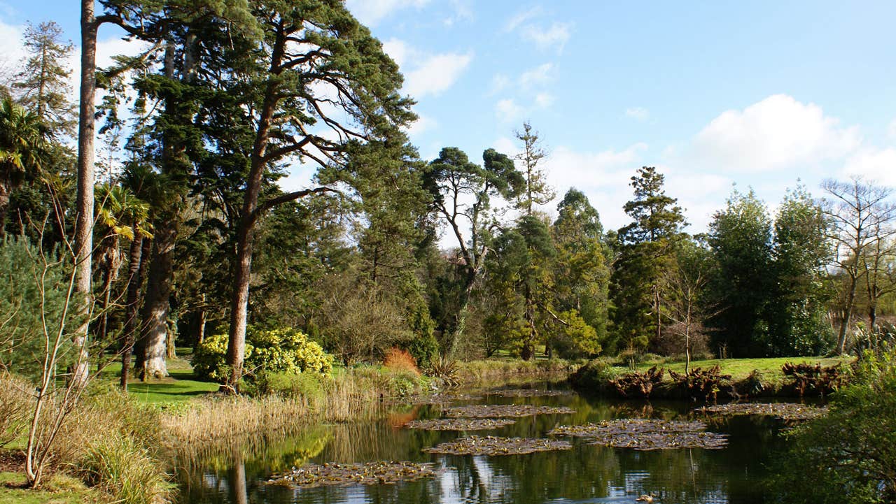 A pond with water lilies on the surface surrounded by trees