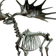 Image Credit: National Museum of Ireland, skeleton on a deer with large antlers