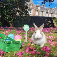 Easter at Wells House and Gardens Wexford, a small basket with different coloured eggs on the ground beside a rabbit with pink petals strewn around and country house in the background.