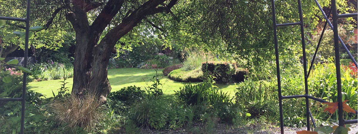 Trees and shrubs in a shaded area with a lawn in the background