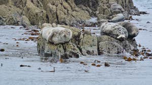 Greyseals basking in the sun in West Cork