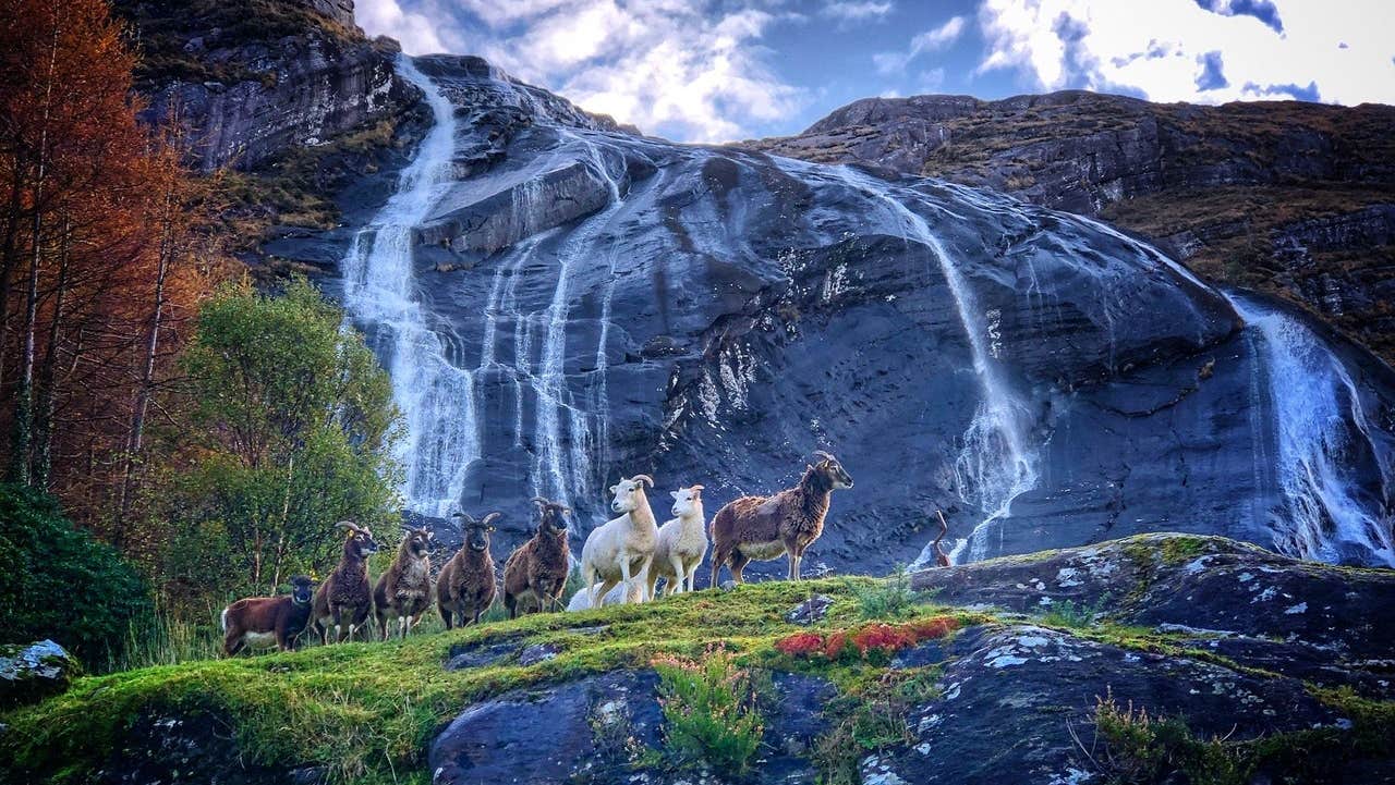 Goats gathered at the foot of a cascading waterfall