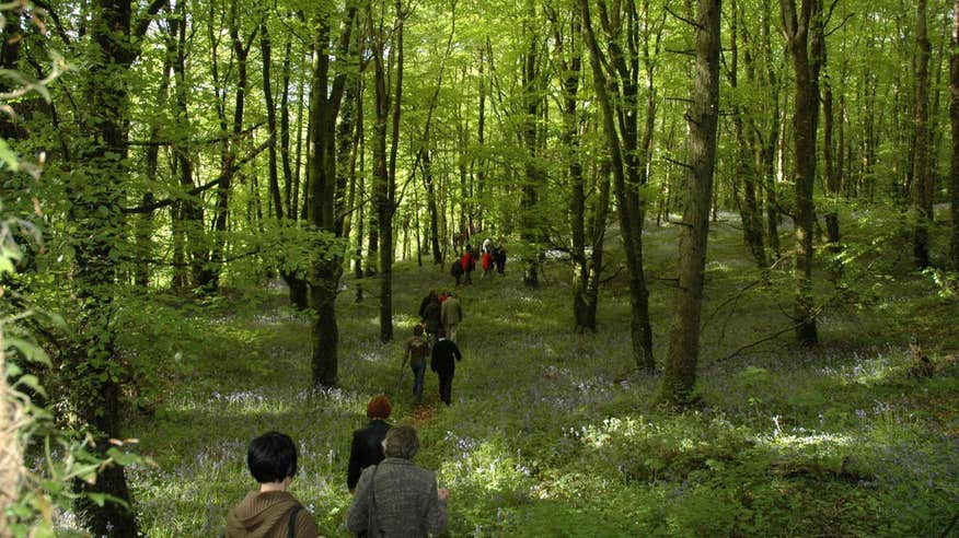 People walking through the forest in Slieve Bloom, Laois