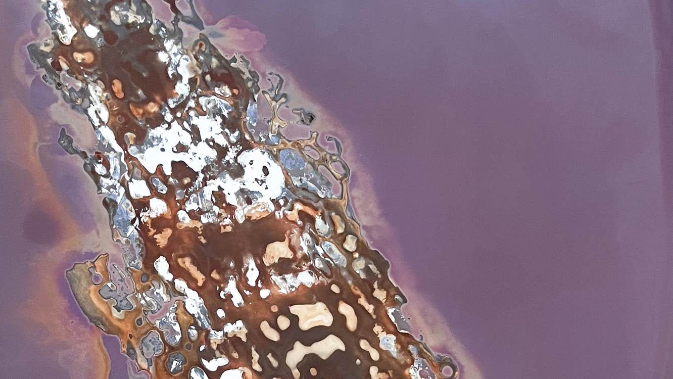 Part of close up image of sugar kelp herberium pressed lumen print