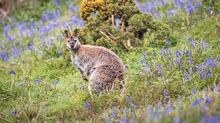 Lambay Island wallaby among the wildflowers