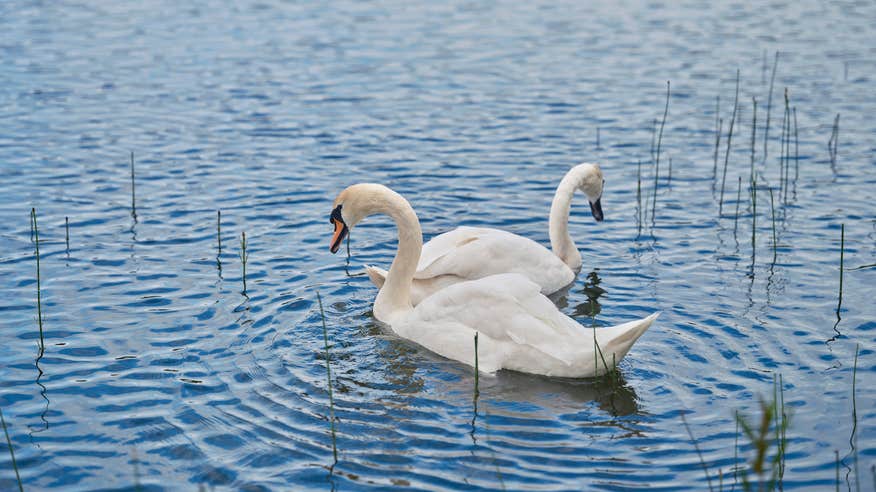 Swans