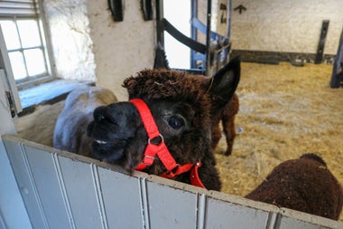 A small dark pony looking over a gate in a barn stall