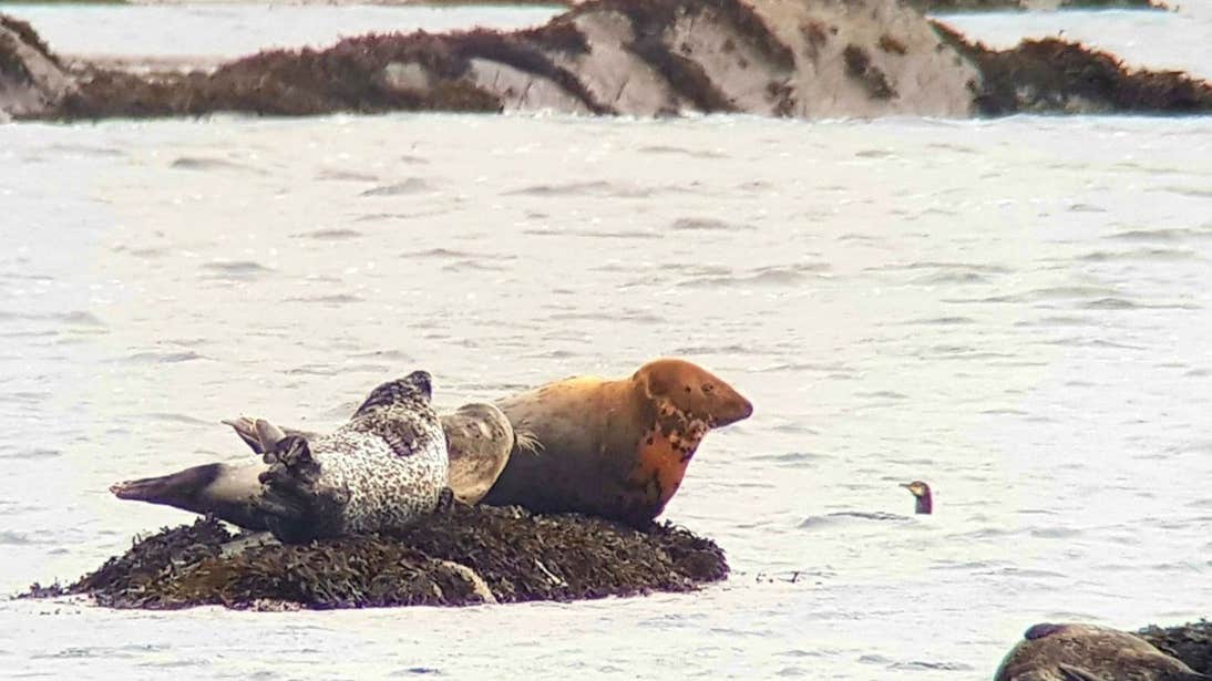 Two seals resting on rocks beside the water on the Aran Islands.